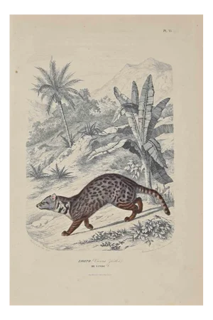 Paul Gervais, Zibeth, Lithograph, 1854