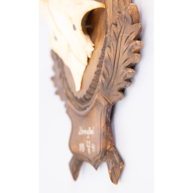 1950s Black Forest Roe Deer Antlers Hunting Trophy 1950 Mount For Sale - Image 5 of 7