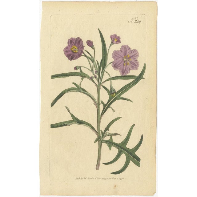 Antique Purple Jacob's Ladder, Golden Monkeyflower, and Red Kangaroo Paw Prints, 1796 This captivating collection features...