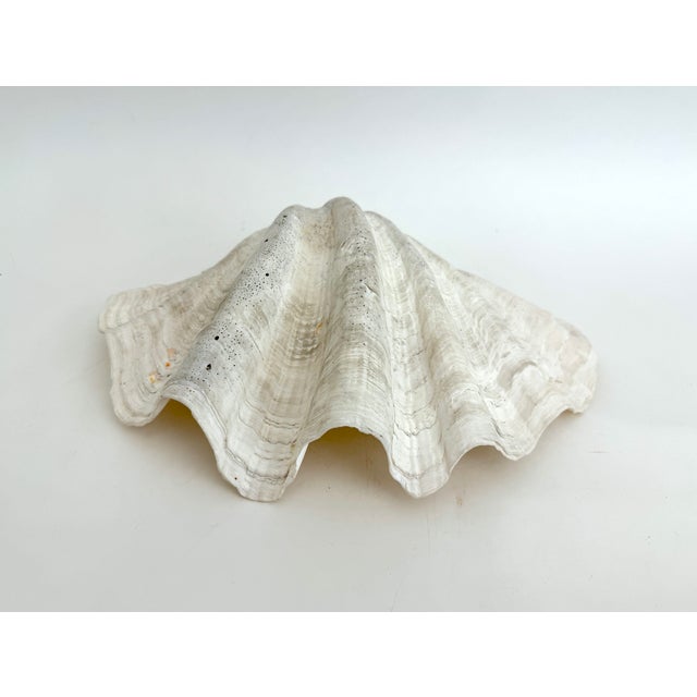 Large Vintage Clam Shell For Sale - Image 4 of 8