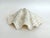 Large Vintage Clam Shell For Sale - Image 4 of 8