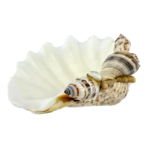 Vintage Mid Century Shell Decorative Dish