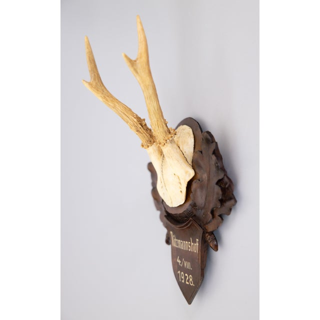 A fine antique roe deer antler horns hunting trophy on a carved black forest plaque, dated 1928. The plaque is hand carved...