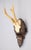 A fine antique roe deer antler horns hunting trophy on a carved black forest plaque, dated 1928. The plaque is hand carved...