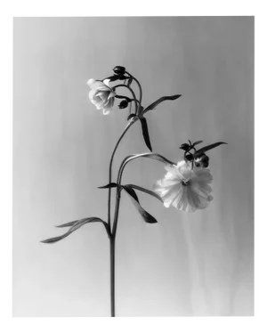 Ranunculus Butterfly - Analogue Black and White Floral Photography 2023