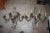 1930's Monumental Regency Maison Bagues Rock Crystal 5 Light Floral Wall Sconces a - Pair For Sale - Image 11 of 12