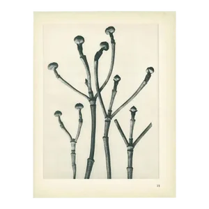 1928 Karl Blossfeldt Original Period Photogravure N18 of Cornus Florida