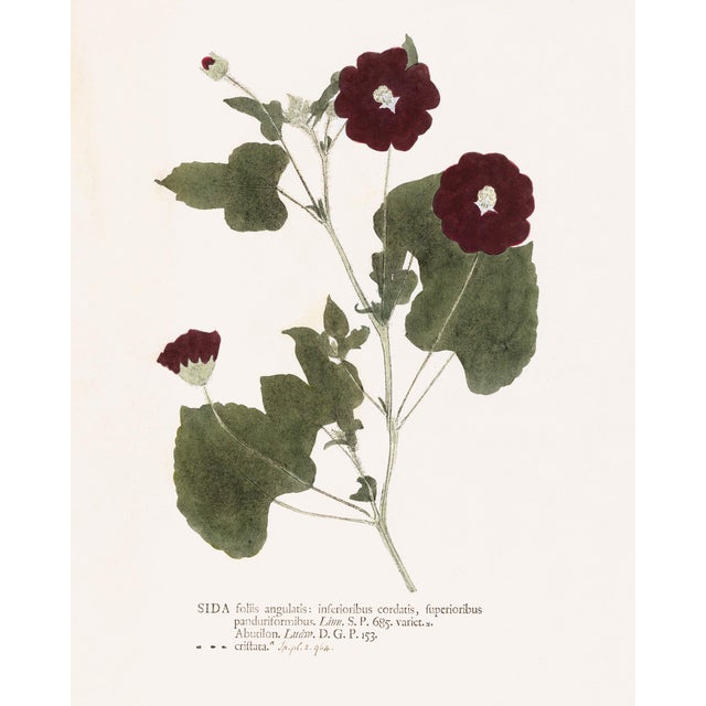 Not Yet Made - Made To Order Antique Botanical Set in Oxblood - Set of 8 16" X 20" For Sale - Image 5 of 15