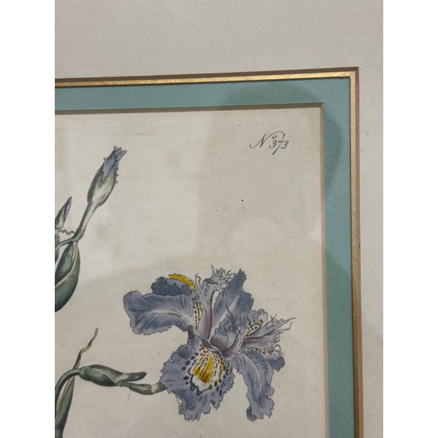 William Curtis "Chinese Iris" Botanical Print, Framed For Sale - Image 11 of 12