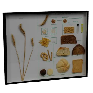 School Teaching Display Corn and Corn Products
