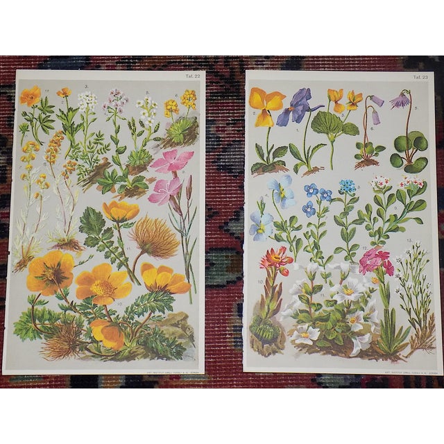Authentic Antique 19th Century Alpine Botanical Color Lithographs - Set of 9 For Sale In Cincinnati - Image 6 of 8