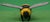 Lejeune Enamel Painted Bee. Bumble Bee Hood Ornament/ Car Mascot For Sale - Image 4 of 5