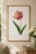 Paper Tulip by Pierre-Joseph Redouté, Vintage Botanical Art Print, 40" X 60" For Sale - Image 7 of 11