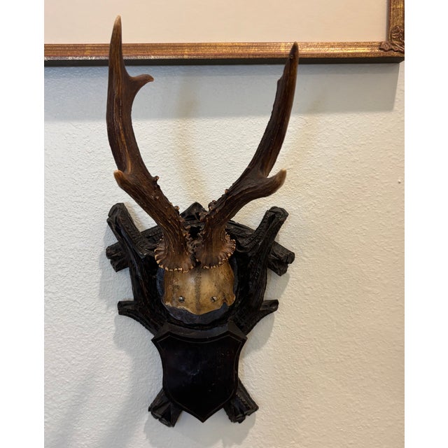 Antique Black Forest Roe Deer Trophy Antler Mount For Sale - Image 11 of 11