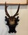 Antique Black Forest Roe Deer Trophy Antler Mount For Sale - Image 11 of 11