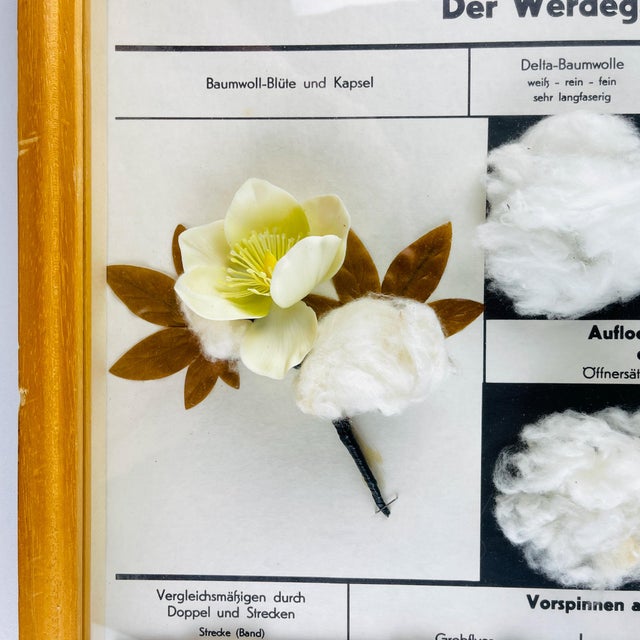 Vintage school education display Die Baumwolle (Cotton) by Josef Galler made in Germany in the 1960s. Josef Galler the...