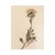 Vintage Swedish Herbarium - Aster, circa 1932