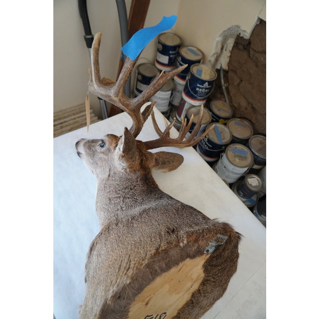 White Tail Deer Head & Shoulder Mount For Sale - Image 16 of 18