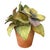 Italian Ceramic Potted Flowers for Bergdorf Goodman For Sale In Miami - Image 6 of 8