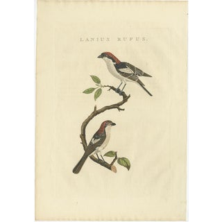Sepp & Nozeman, Bird Illustration of the Woodchat Shrike, 1829, Print For Sale