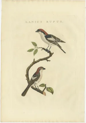 Sepp & Nozeman, Bird Illustration of the Woodchat Shrike, 1829, Print