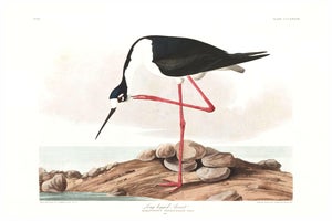 Long-Legged Avocet, Museum Style Audubon Bird Print, 24" X 16"