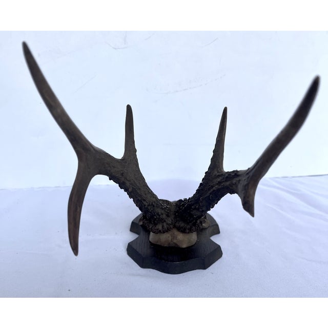 1899 Antique German Roe Deer Antler Trophy Skull Mount by Dittmar Siebert Fritzlar For Sale - Image 9 of 10
