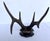 1899 Antique German Roe Deer Antler Trophy Skull Mount by Dittmar Siebert Fritzlar For Sale - Image 9 of 10