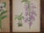 Realism Antique 19th Century Orchid Lithographs-Set of 3 For Sale - Image 3 of 7