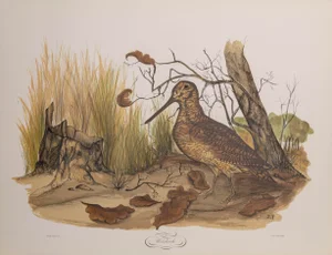 Woodcock, Jerome Trolliet Lithograph
