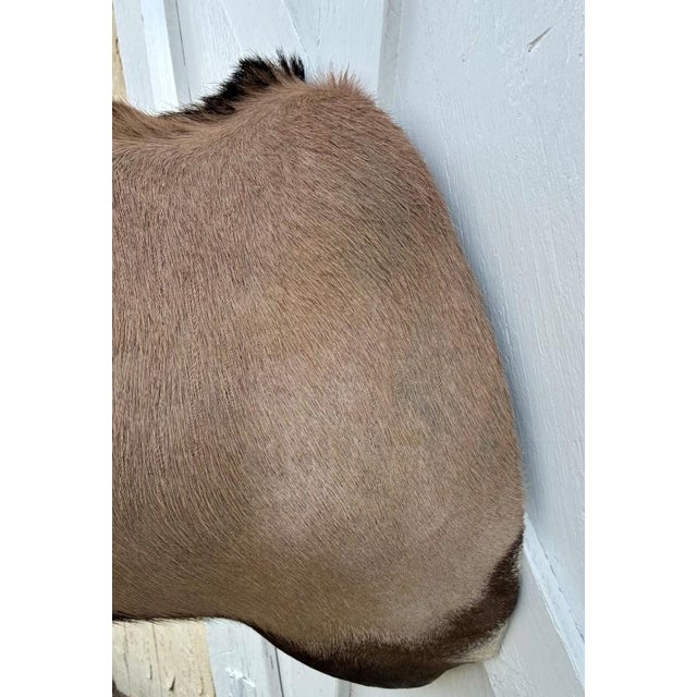 Huge African Gemsbok Oryx Antelope Shoulder Mount Taxidermy South Africa For Sale - Image 11 of 17