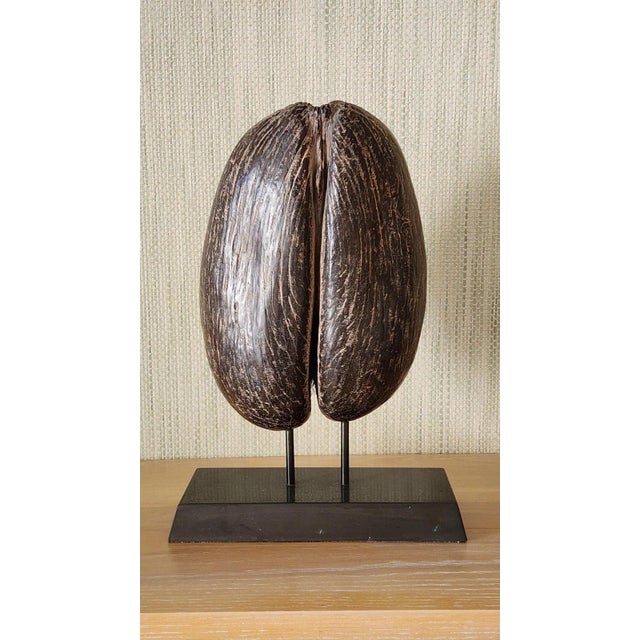 A Coco-De-Mer (Lodoicea Maldivica) and Stand 20th Century Exceptional! For Sale - Image 4 of 13