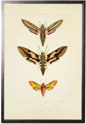 Colorful Moth Trio Plate 45 - 20.5" X 29.5"