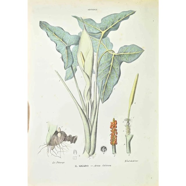 Lithograph hand watercolored. Belongs to the Series "Atlante di Botanica popolare ossia Illustrazione di Piante Notevoli...
