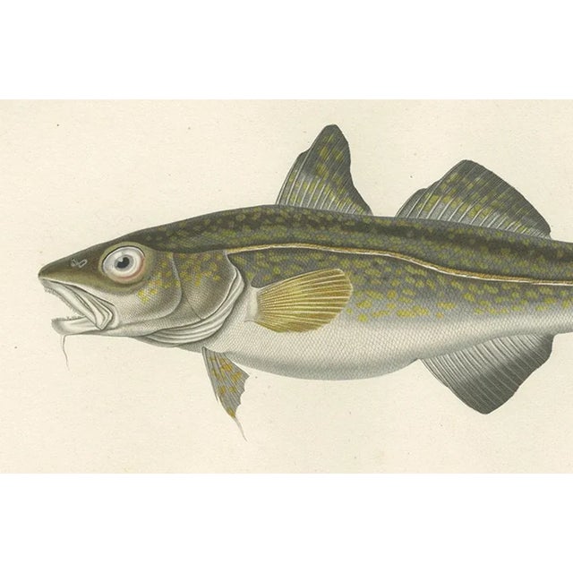 Codfish Study, France, 1845, Paper For Sale - Image 3 of 11