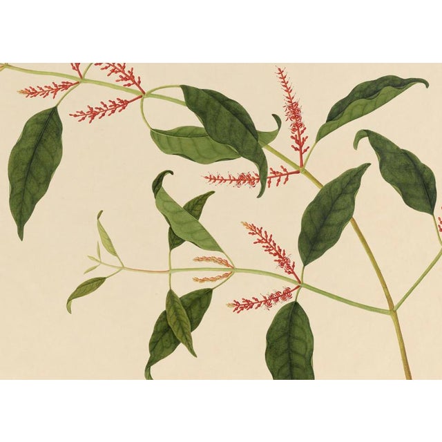 Golden Tropic Botanicals #21/22. beautifully reproduced as giclée prints using archival inks on imported English cotton...