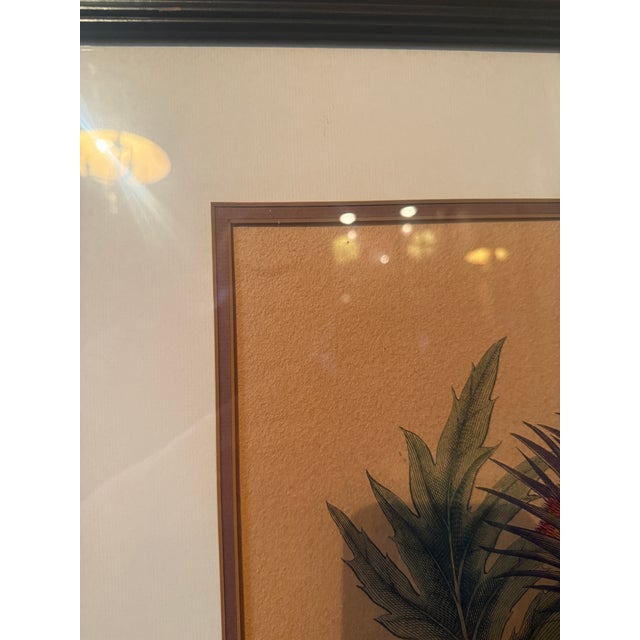 Late 20th Century Framed Besler Basilius "Cinera Cum Flore" Hand-Colored Artichoke Reproduction Print For Sale - Image 9 of 14