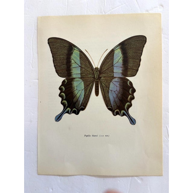Up for sale is this gorgeous lithograph by F. Prochazka, published in Great Britain in 1965. It is in excellent, gently-...