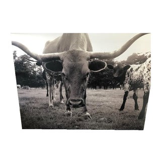 Large Cow Photo on Foam Board For Sale