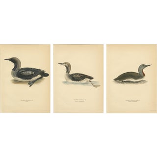 Antique Loon Bird Lithographs with Arctic Loon & Red-Throated Loon, 1929, Set of 3 For Sale