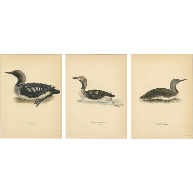 Antique Loon Bird Lithographs with Arctic Loon & Red-Throated Loon, 1929, Set of 3 For Sale