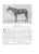 "Thoroughbred Types 1900-1925: Race Horses, Steeplechasers, Hunters, and Polo Ponies" 1926 Vosburgh, w.s. For Sale - Image 9 of 12