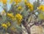 Sunny Chamisa by Harold Deist | Oil on canvas Painting of yellow chamisa flowers and green foliage For Sale