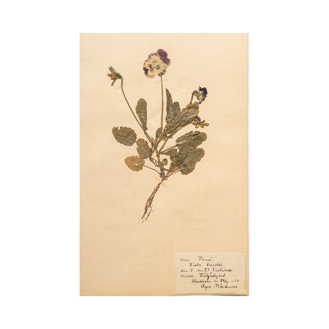 Vintage Swedish Herbarium - Viola, Circa 1938 For Sale - Image 4 of 5