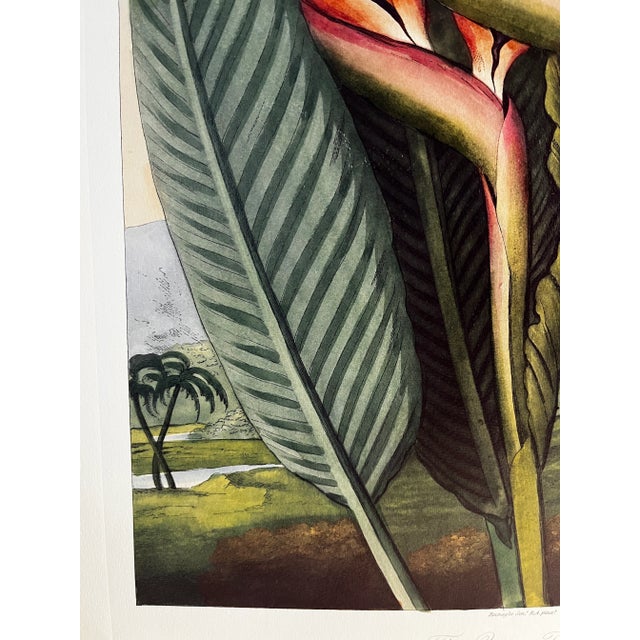 Illustration 2008 Bird of Paradise Temple of Flora Print For Sale - Image 3 of 6