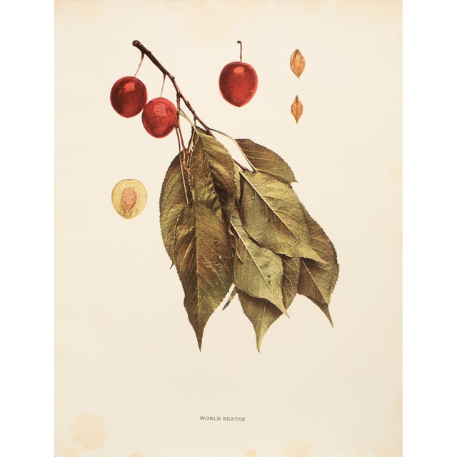 1900s U. P. Hedrick, Original Antique Photogravure of World Beater Plums For Sale
