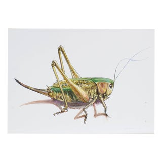 Juris Utans, Grasshopper II, 2021, Mixed Media on Paper For Sale