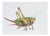 Juris Utans, Grasshopper II, 2021, Mixed Media on Paper For Sale