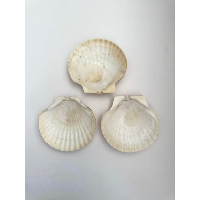 1980s 1980s Sea Shell Appetizer Plates - Set of 7 For Sale - Image 5 of 7