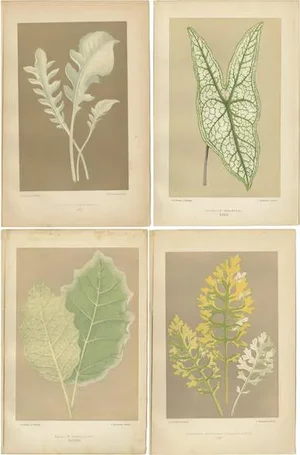 Study of Leaves and Patterns, 1880, Paper, Set of 4